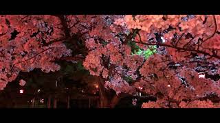 iPhone8 Plus・Smooth Qで撮る小松市芦城公園の夜桜　４K