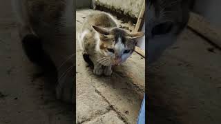 বিড়ালের ডাক #shortscats, funny cats, funny cat, Cat🐈🐈🐈🐈🐈💗💗