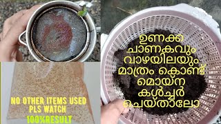 how to culture moina using dry cow dung in malayalam.ഉണക്ക ചാണകവും വാഴയിലയും ഉപയോഗിച്ച് മൊയ്ന കൾച്ചർ