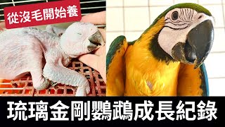 琉璃金剛鸚鵡成長紀錄 從無毛雞開始養