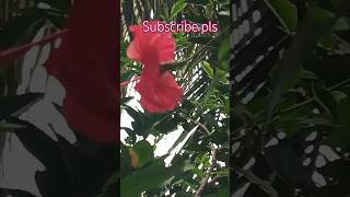 🌺செம்பருத்தி பூ🌺 #flowers #song #nature #garden #hibiscus #sembaruthi #shortsvideo #tamil