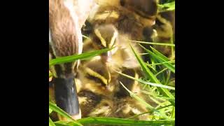 寝たり起きたり鴨の赤ちゃん達が可愛い【カルガモ親子】duckling