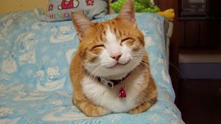 Don't try to hold back Laughter 😸🤣 Funny Cat Videos of 2024