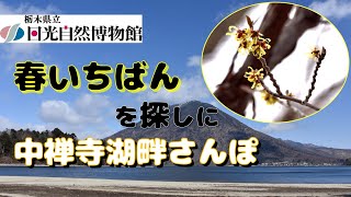 春に会いに中禅寺湖畔さんぽ 2021年3月10日【奥日光一分間自然情報】