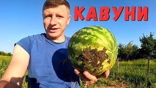 🍉Кавуни на городі у відкритому ґрунті без поливу на Полтавщині. Дешеві кавуни 2023. Свій кавун.