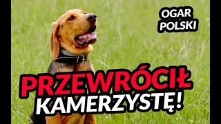 Ogar polski prawie jak wyżełek!