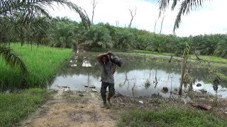 Jiwa pemancing mana yg gak berontak!! Melihat ikan sebanyak ini