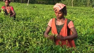 করোনায় বিরূপ প্রভাব চা শিল্পে, ক্রেতা সংকটে বাগান মালিকরা | Jamuna TV