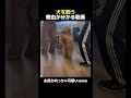 犬を飼う理由が分かる動画