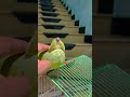 Relax Moments of Parrot 🦜 #birds  #shortsvideo #birdlovers #parrotlovers #parrotshorts