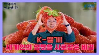 K-딸기!!! 세계인의 입맛을 사로잡은 비결!!!! 어디까지 알고 있니