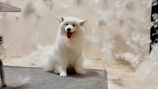 What the Fluff? (Samoyed brushing)