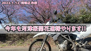 [ 2022 河津桜 ] 河津桜開花速報 今年もやりますＫＬＸ１２５　伊豆　河津町　河津正月桜