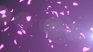 Sakura cherry blossom flower leaf particle loop animation stock footage HD - Download Stock Footage