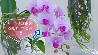 반수경재배 하기 쉬운 호접란 추천.