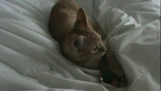 Milo Plays Fetch