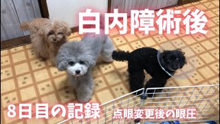 白内障術後 8日目 点眼変更後の眼圧は 【トイプードル】【多頭飼い】【白内障オペ】