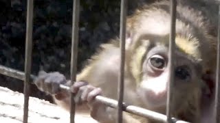 #02 Cute! De Brazza's Guenon baby (two months old).かわいいブラッザグエノンの赤ちゃん（生後二ヶ月）