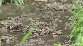 가축분뇨 하천에 무단 방류…농가 등 무더기 적발 / 연합뉴스TV (YonhapnewsTV)