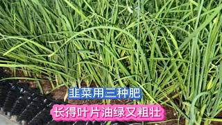 每割完一茬韭菜用三种肥 长得粗壮油绿 根部无韭蛆