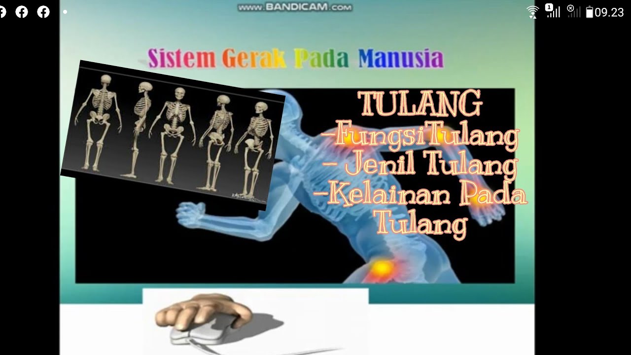 Sistem Gerak Manusia | Fungsi Dan Jenis Tulang | Pelajaran IPA Kelas 8 ...