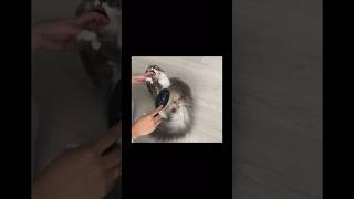 ブラシが嫌いで手当たり次第に噛み散らかす猫 #ねこ動画 #サイベリアン #cat #shorts