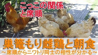 巣篭もり雌鶏と朝食～食事の席順からニワトリ同士の相性が分かる～