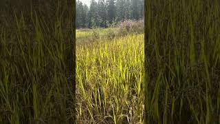 Paddy Farm || Dhaan || Winter || iPone Shotss || #paddyfield #farming #rice #winter #nature