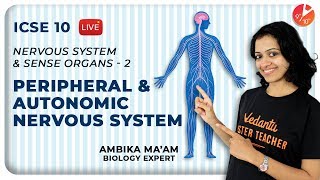 Nervous System and Sense Organs Class 10 | L2 | Peripheral and Autonomic Nervous System ICSE Biology