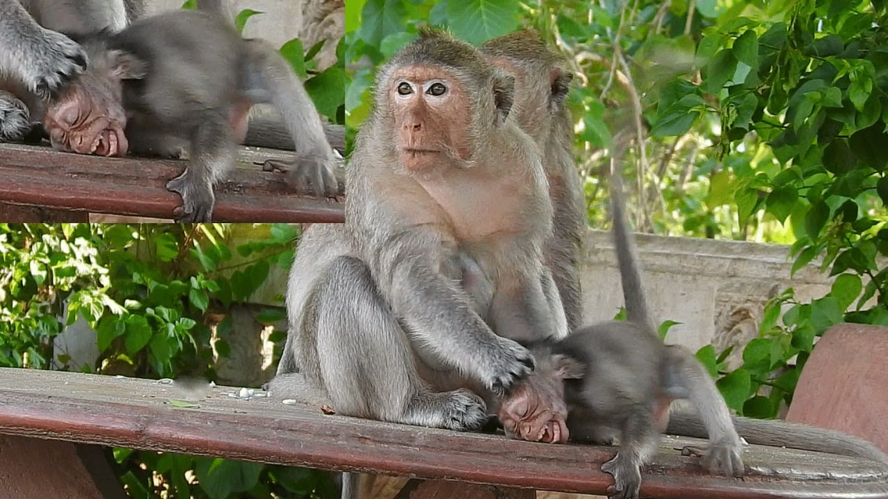 Oh My God! Monkey Mom Emila A-ngry With Baby Elon, Bb C-ry, What's ...