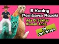 Ciri Ciri Kucing Pembawa Hoki dan Rezeki | 5 Ciri Ciri Kucing Pembawa Keberuntungan