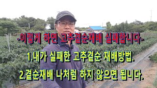 제가 하는 방법으로 고추곁순 재배하면 실패합니다