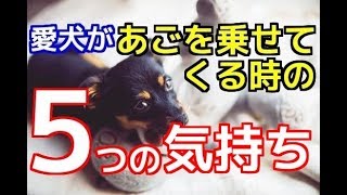 【愛犬のための知識】愛犬がアゴを乗せてくる時の５つの気持ち【犬を知る】