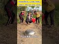 ଶେଷରେ ଏ କଣ ହେଲା 😲😨🙏 odiastory odiagapa shorts youtubeshorts viral shortsfeed