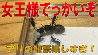 【アリ飼育観察　女王アリでっかいぞ！クロオオアリ買いました！】（くろねこアリチャンネル）