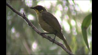 Yellow-Tufted Honeyeater - Bird watching in Australia with Ej-Birdwatching