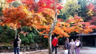 Miyajima Momijidani Park 宮島 紅葉谷公園の紅葉