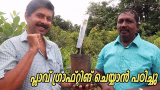 പ്ലാവ് ഗ്രാഫ്റ്റിങ് ചെയ്യുന്ന വിധം കാണാം Jackfruit Tree Grafting Easy Way