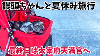 【饅頭ちゃん達と夏休み旅行 後編】太宰府天満宮で健康祈願 〜French bulldog〜フレンチブルドッグ vlog @492