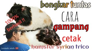 1000% berhasil cetak varian trico hamster syrian / syrian trico