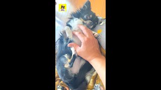 休みの日は朝から甘えてきます【甘えるチワワ】 Chihuahua is relaxing in the morning #shorts