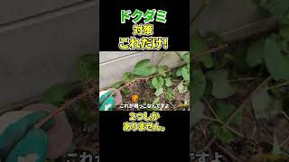 ドクダミ対策これだけ＃雑草＃ドクダミ＃草刈り