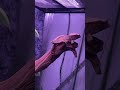 Crested gecko taking a fat dump