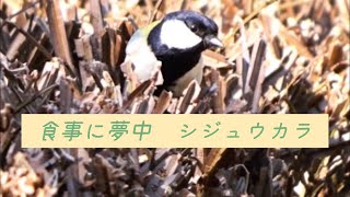 人懐こい野鳥 シジュウカラ 食事に没頭する 四十雀 可愛い 野鳥観察 野鳥動画 Cute Japanese Tit