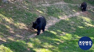 Bear attacks woman outside Seattle