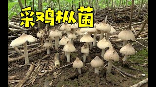 农村小伙进农地里采鸡枞菌，运气爆棚，接连遇几大窝鸡枞，太幸运了【农人阿蓝】