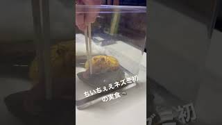 【閲覧注意】カエルがネズミを食べるシーン