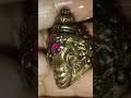 cincin ganesa kuno era majapahit🙏🏻