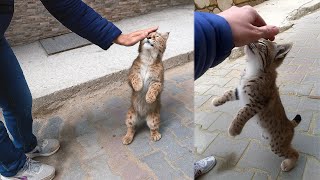 This Bobcat Kitten Greeted Everyone Who Stopped By. Then a Man Discovered the Shocking Truth Behind