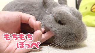 うさぎさんのモチモチほっぺを堪能する動画【No.334】